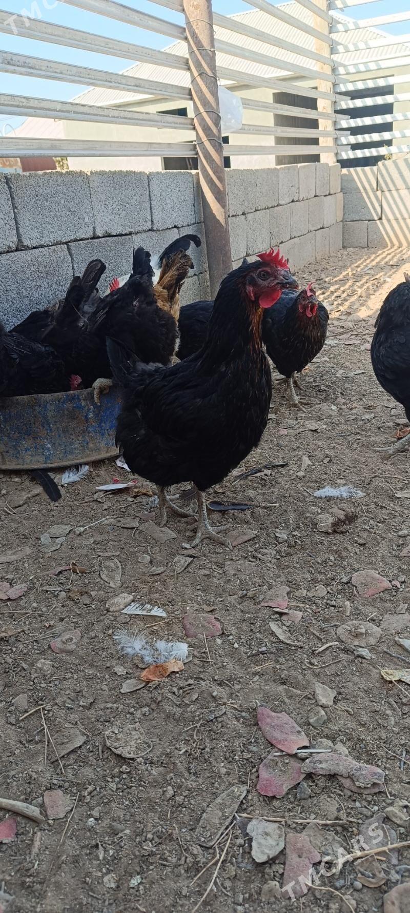 Towuk Horaz - Балканабат - img 7