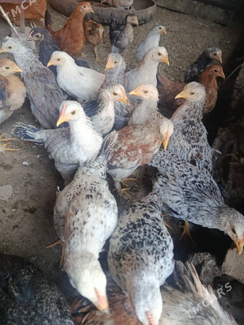 juje - Теджен - img 8