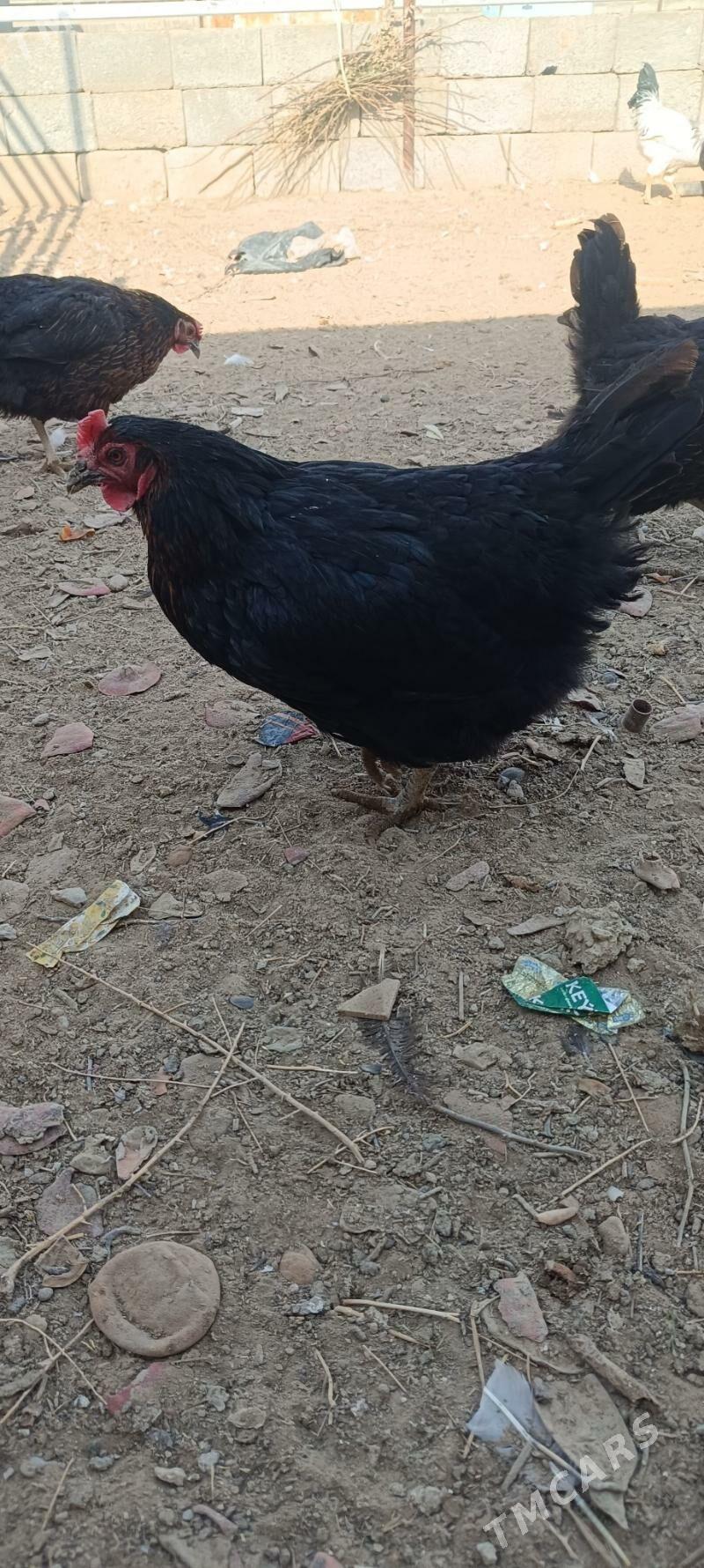 Towuk Horaz - Балканабат - img 3