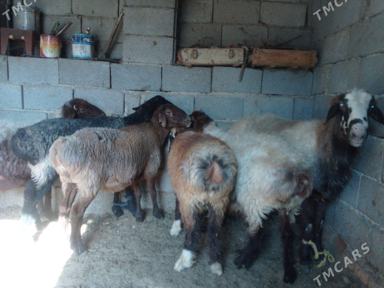 GOŶUN - Bäherden - img 6