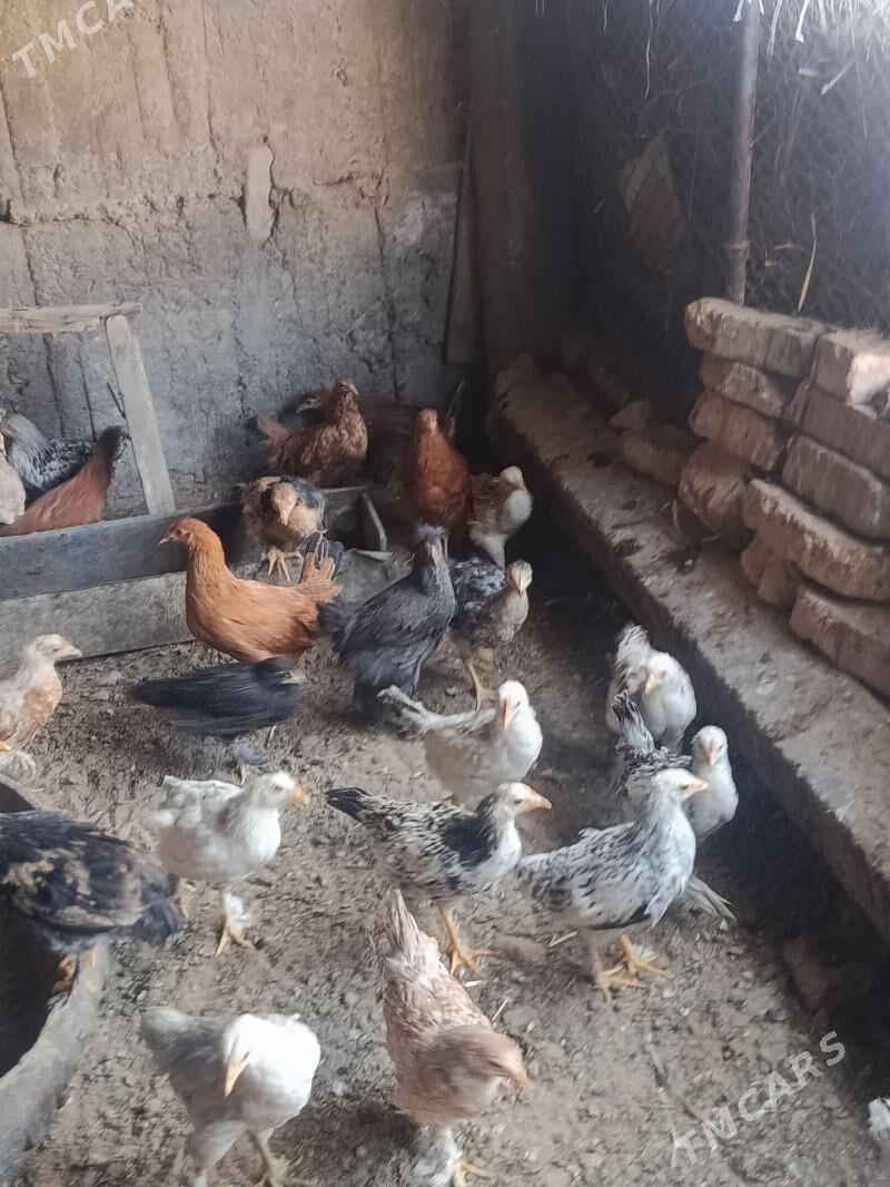 juje - Теджен - img 3