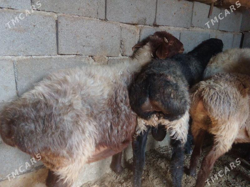 GOŶUN - Bäherden - img 5