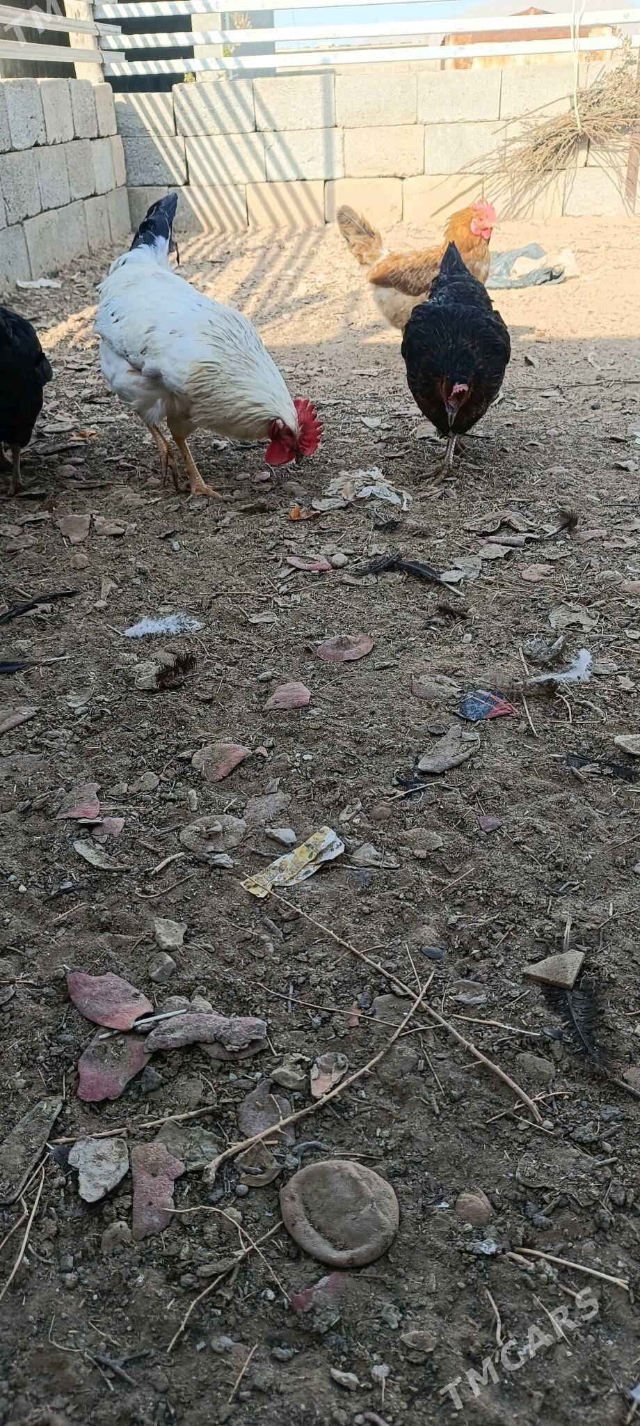 Towuk Horaz - Балканабат - img 4