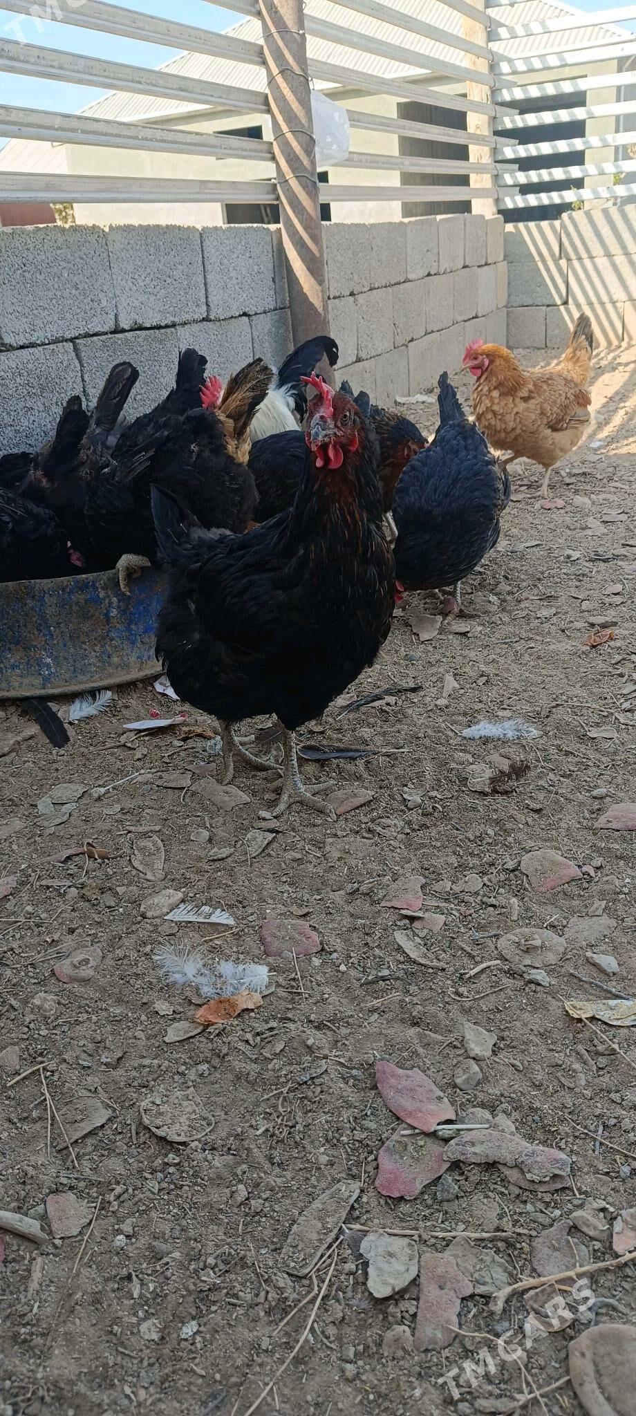 Towuk Horaz - Балканабат - img 6