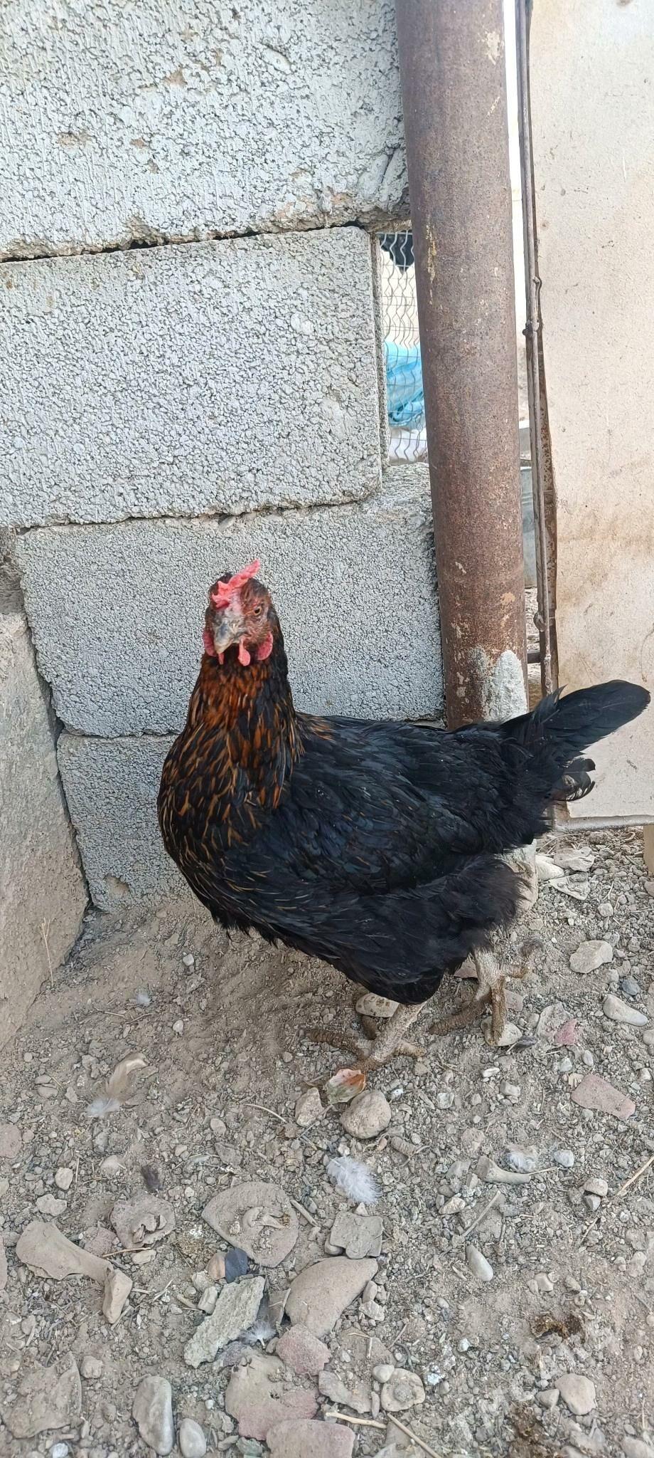 Towuk Horaz - Балканабат - img 5