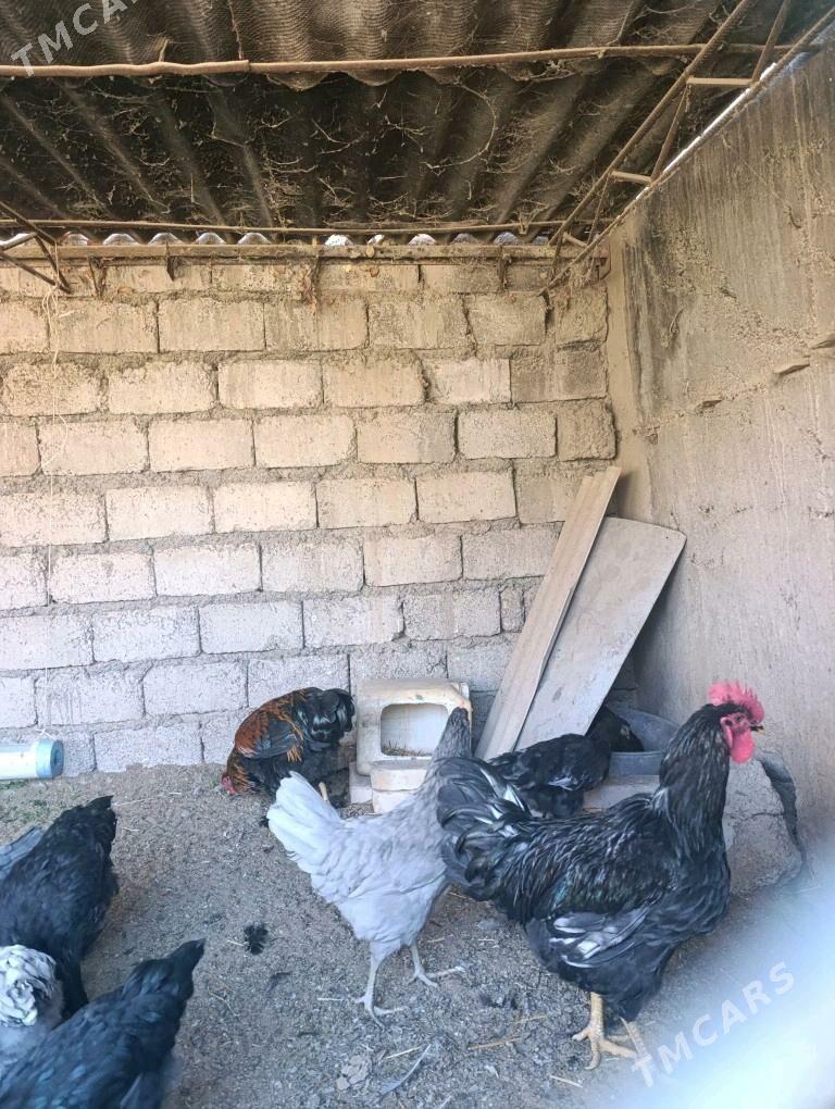 Джерский Яш хоразлар - Яшлык - img 2