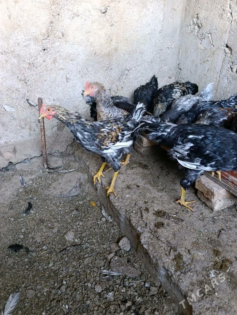 Джерский Яш хоразлар - Яшлык - img 5