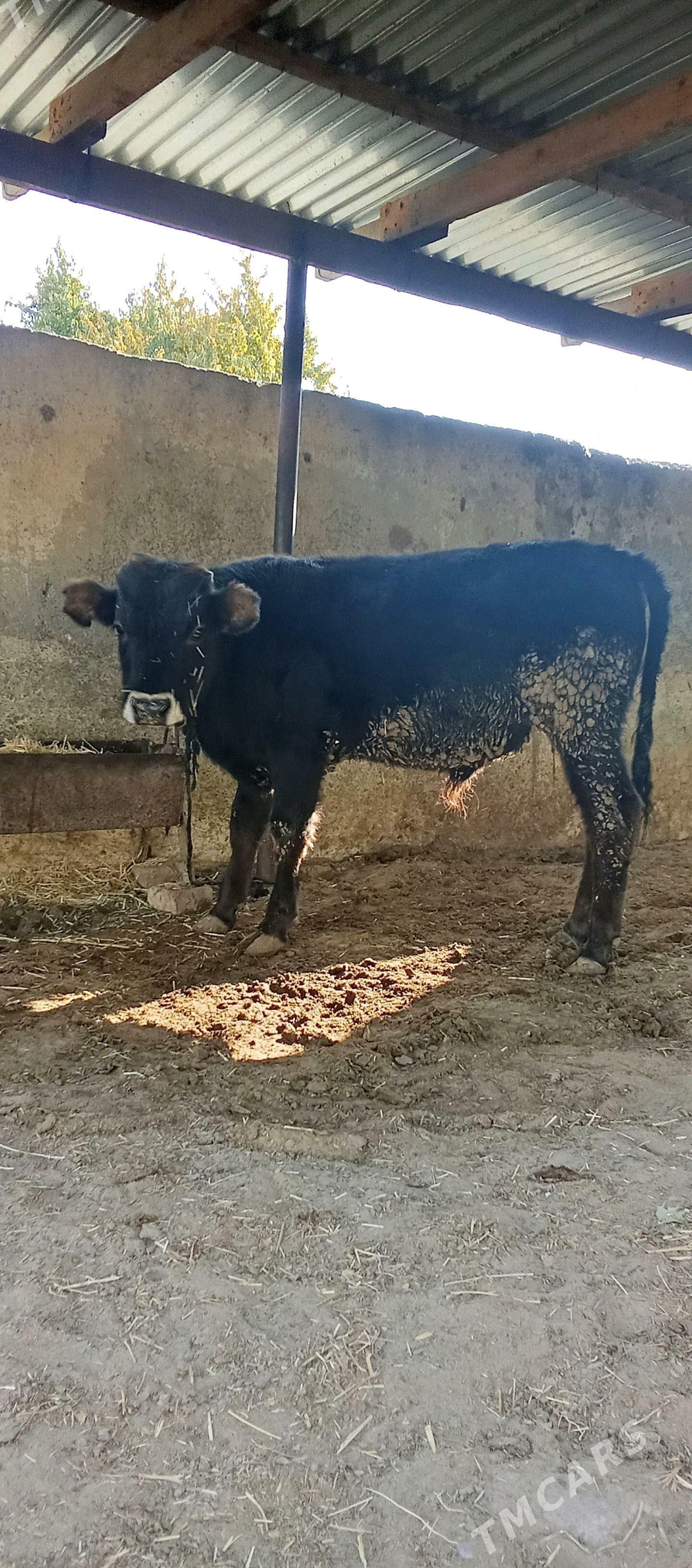 bäş sany öküz - Bäherden - img 2