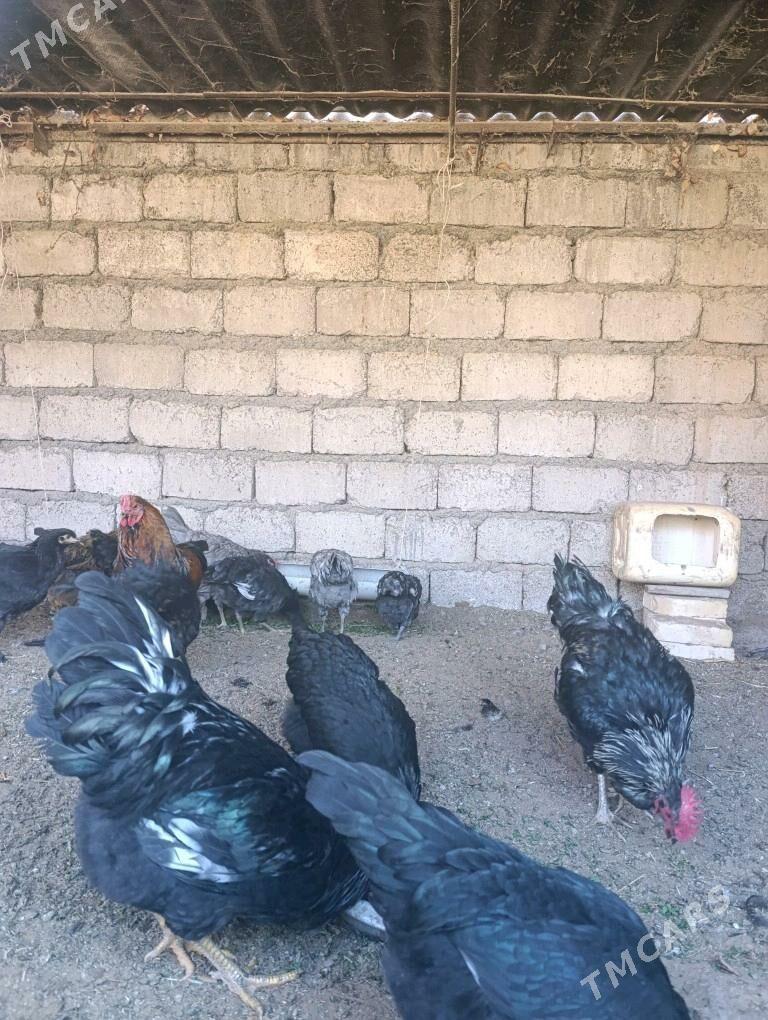 Джерский Яш хоразлар - Яшлык - img 3