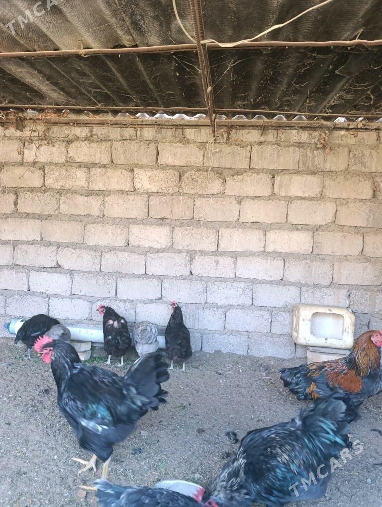 Джерский Яш хоразлар - Яшлык - img 1