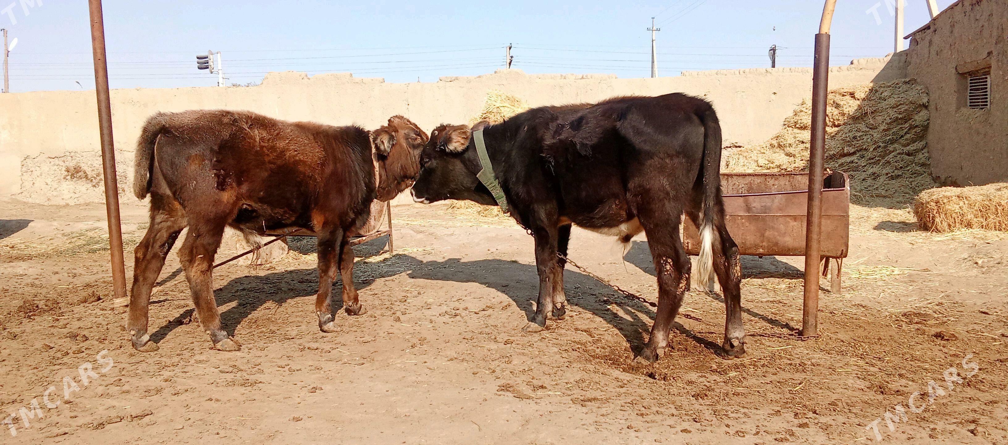 bäş sany öküz - Bäherden - img 1