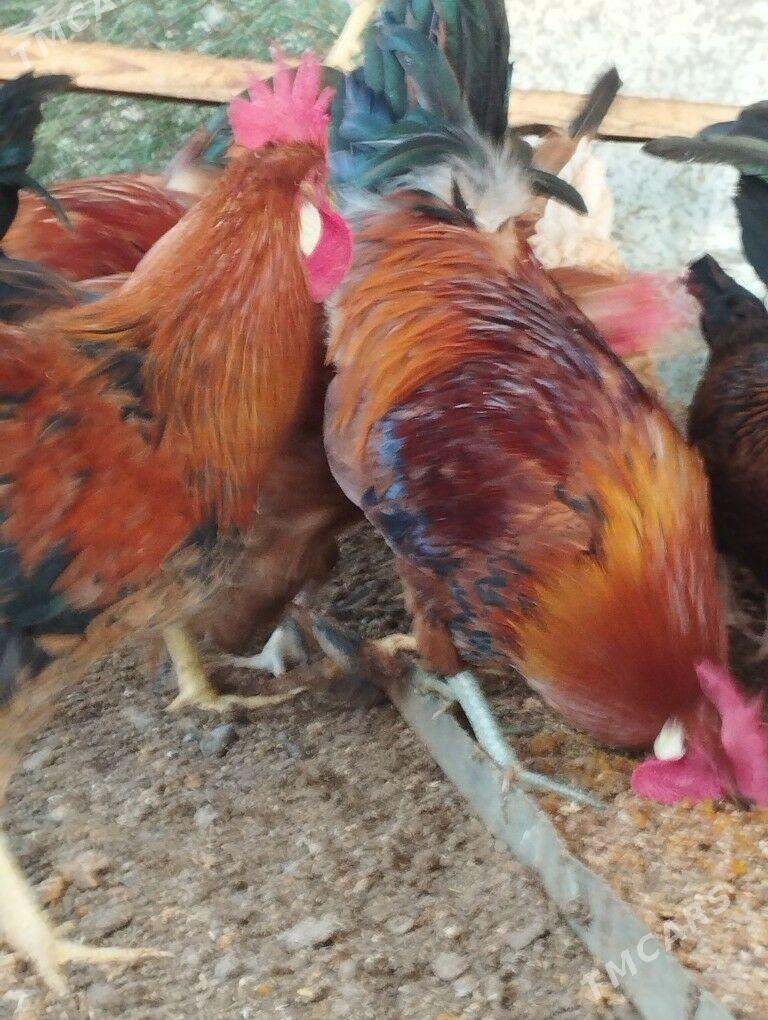 Horazlar - Çärjew - img 2