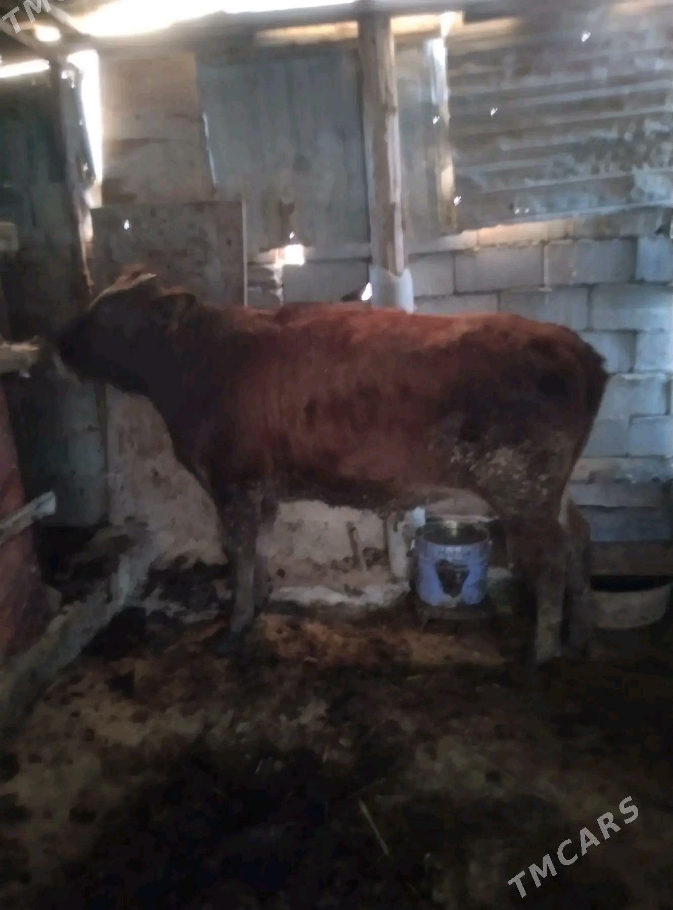 bakylan biçik okiz - Багир - img 2