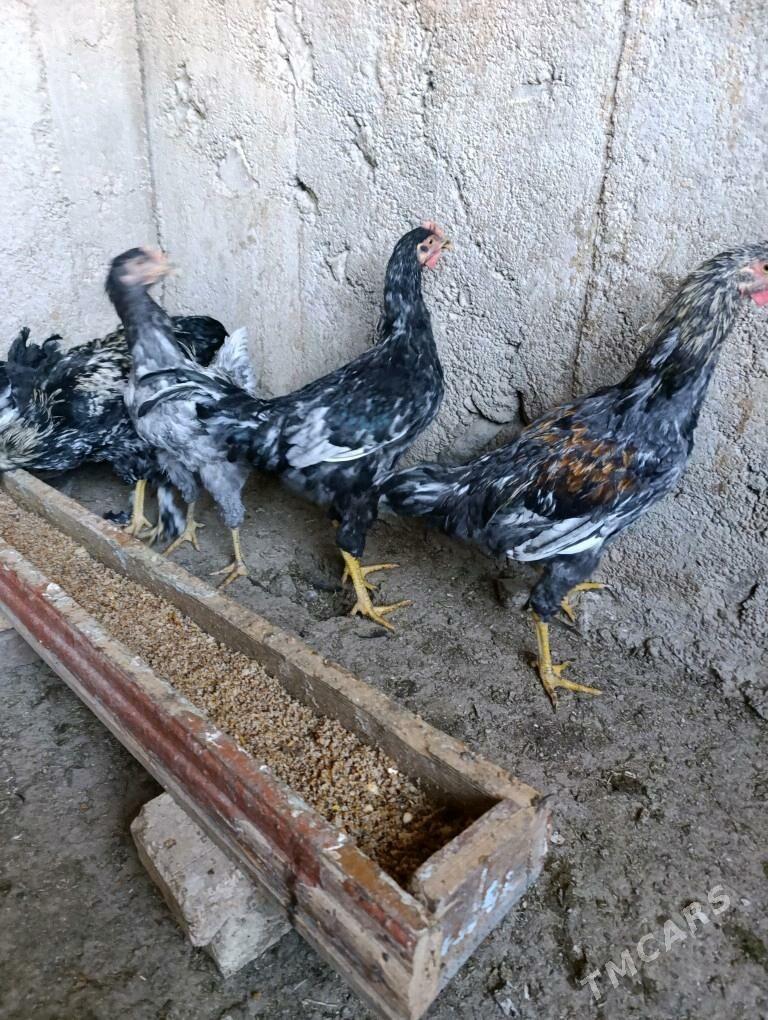 Джерский Яш хоразлар - Яшлык - img 4