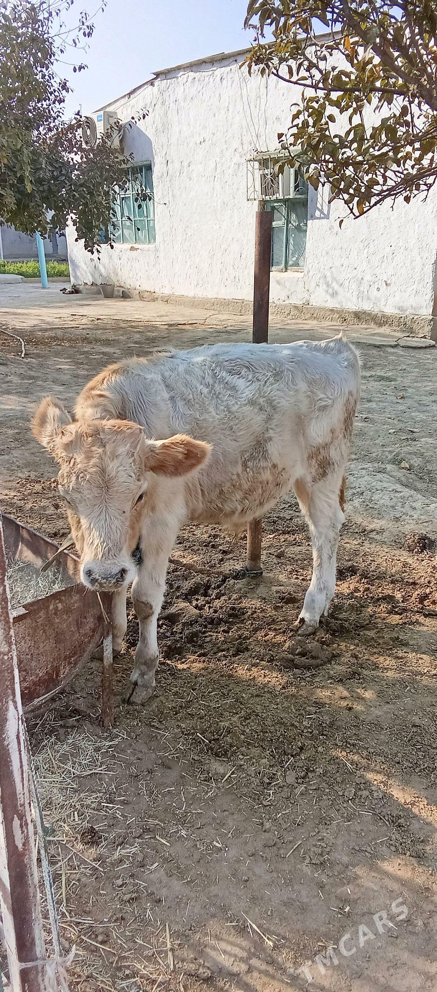 bäş sany öküz - Bäherden - img 4