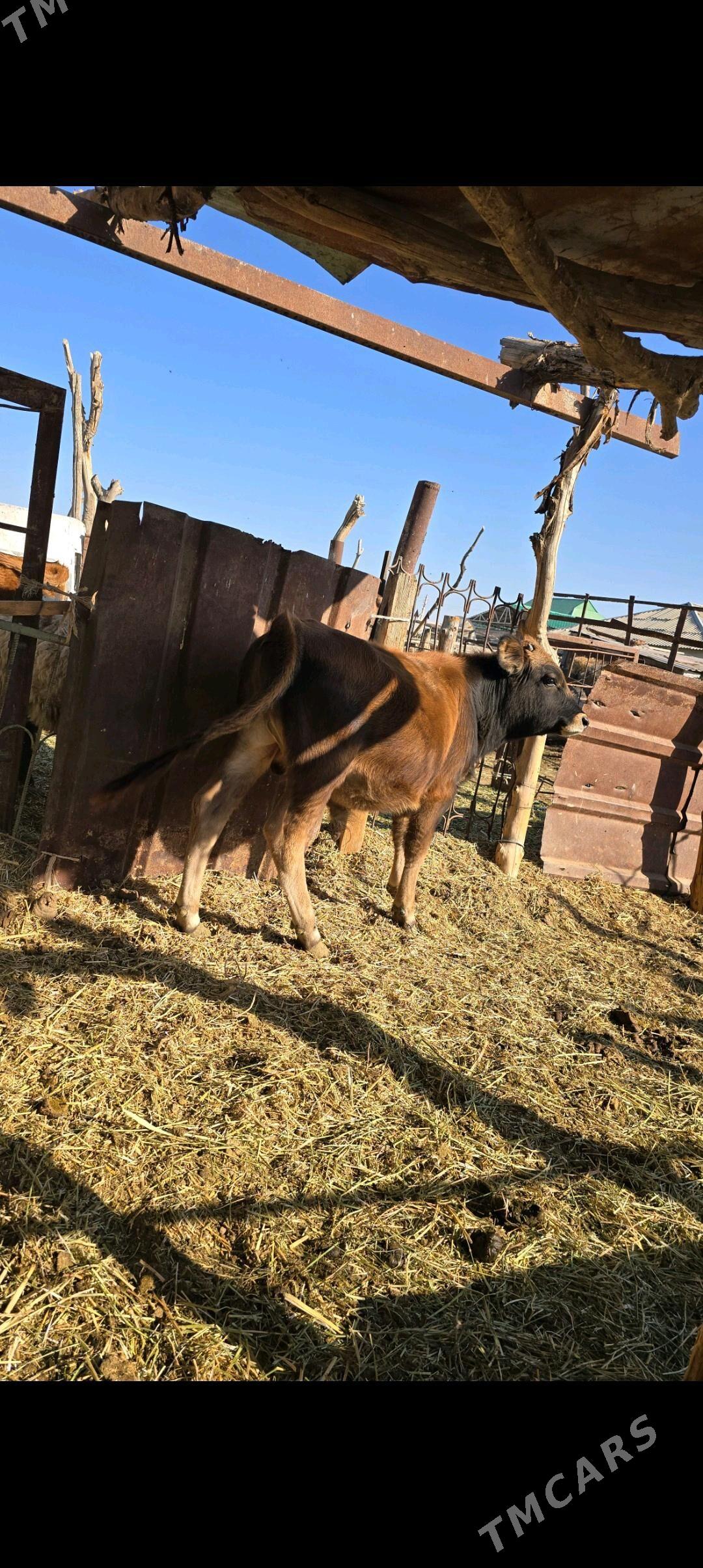 öküz - Ak bugdaý etraby - img 3