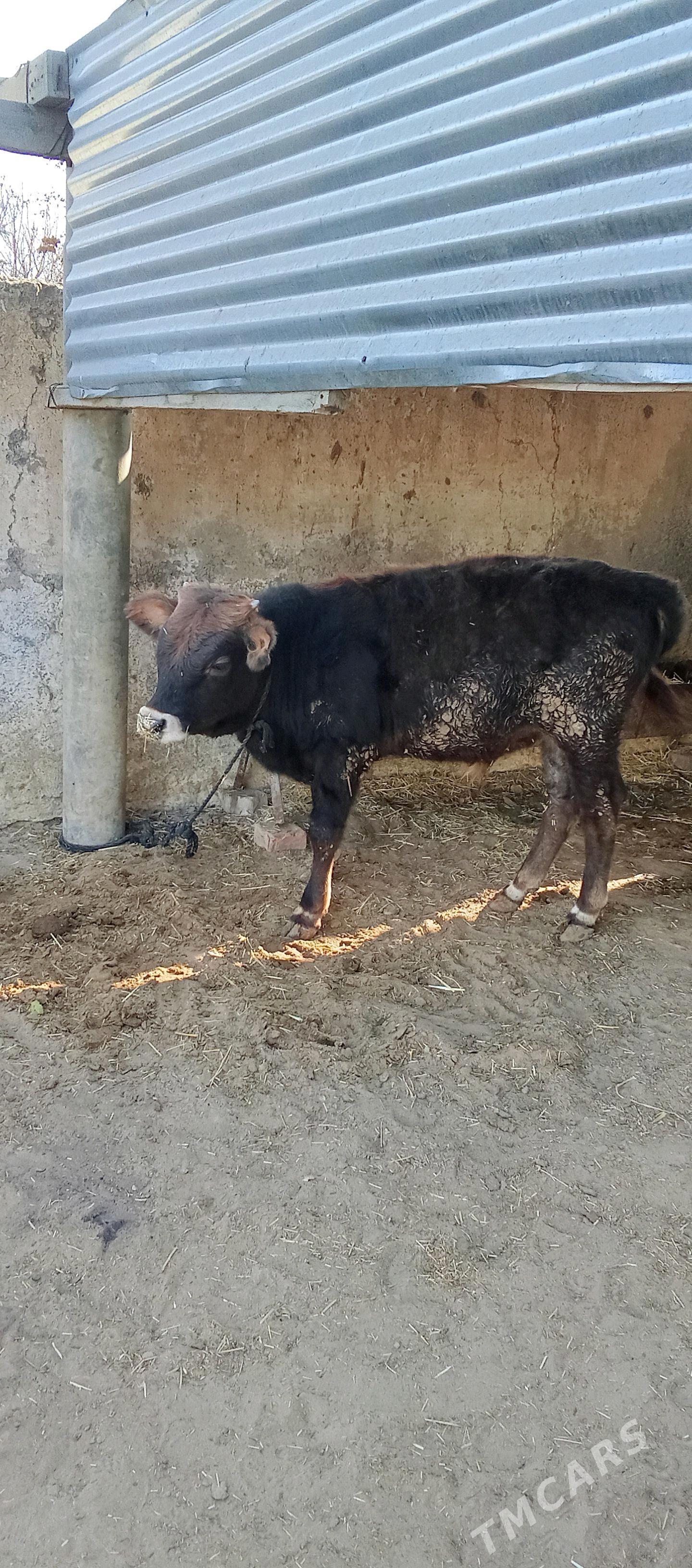 bäş sany öküz - Bäherden - img 3