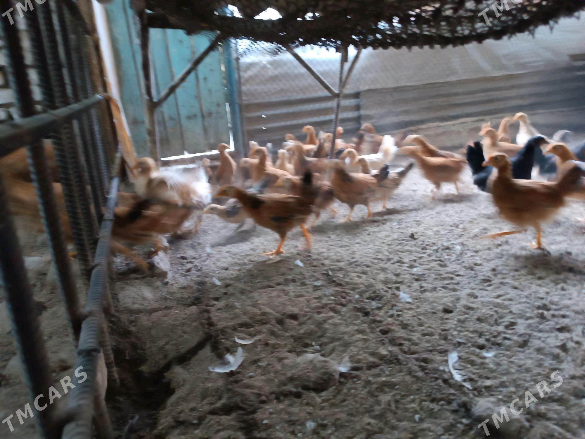 TOWUK JUYJe - Mary - img 1