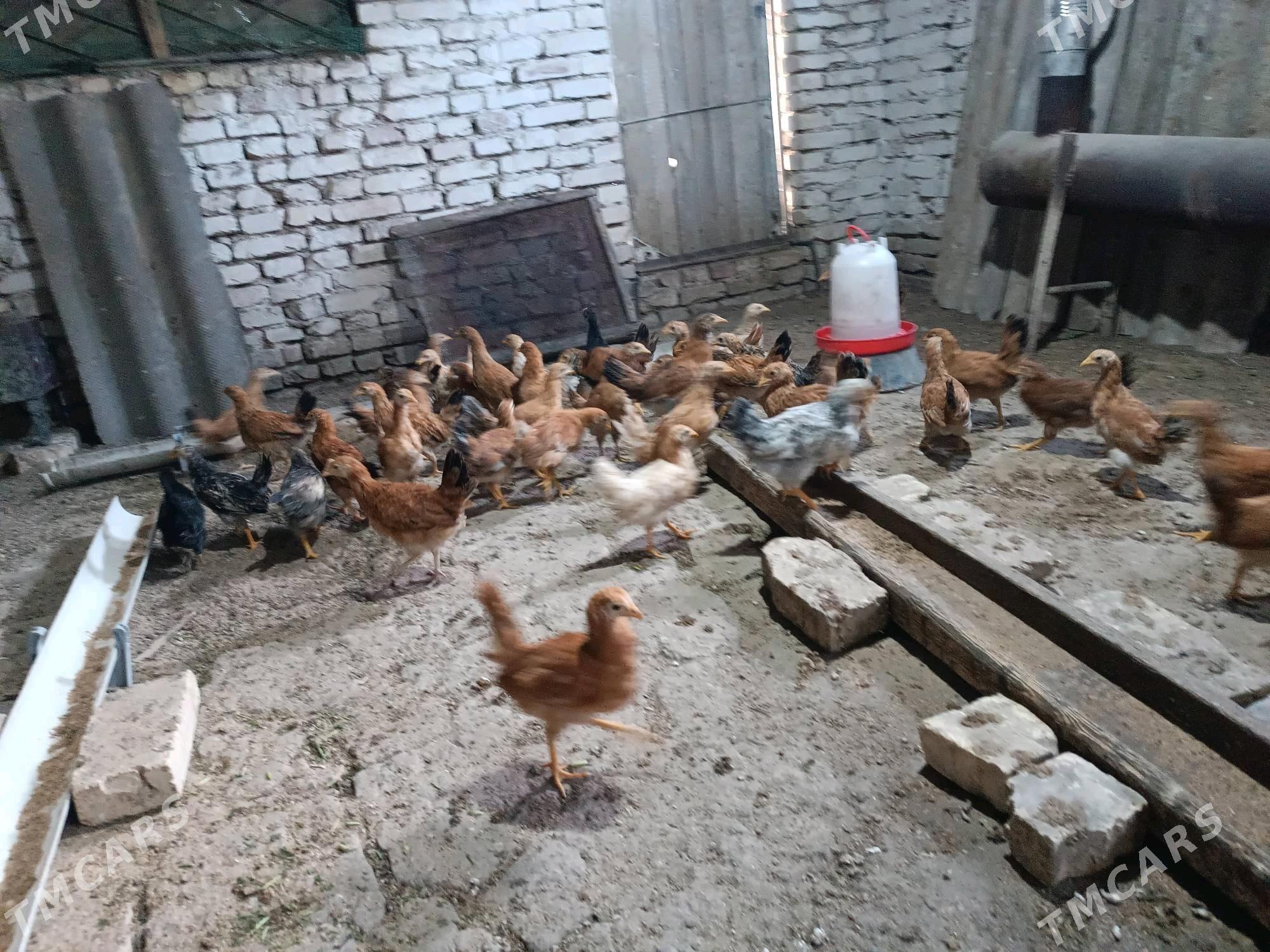 TOWUK JUYJe - Mary - img 2