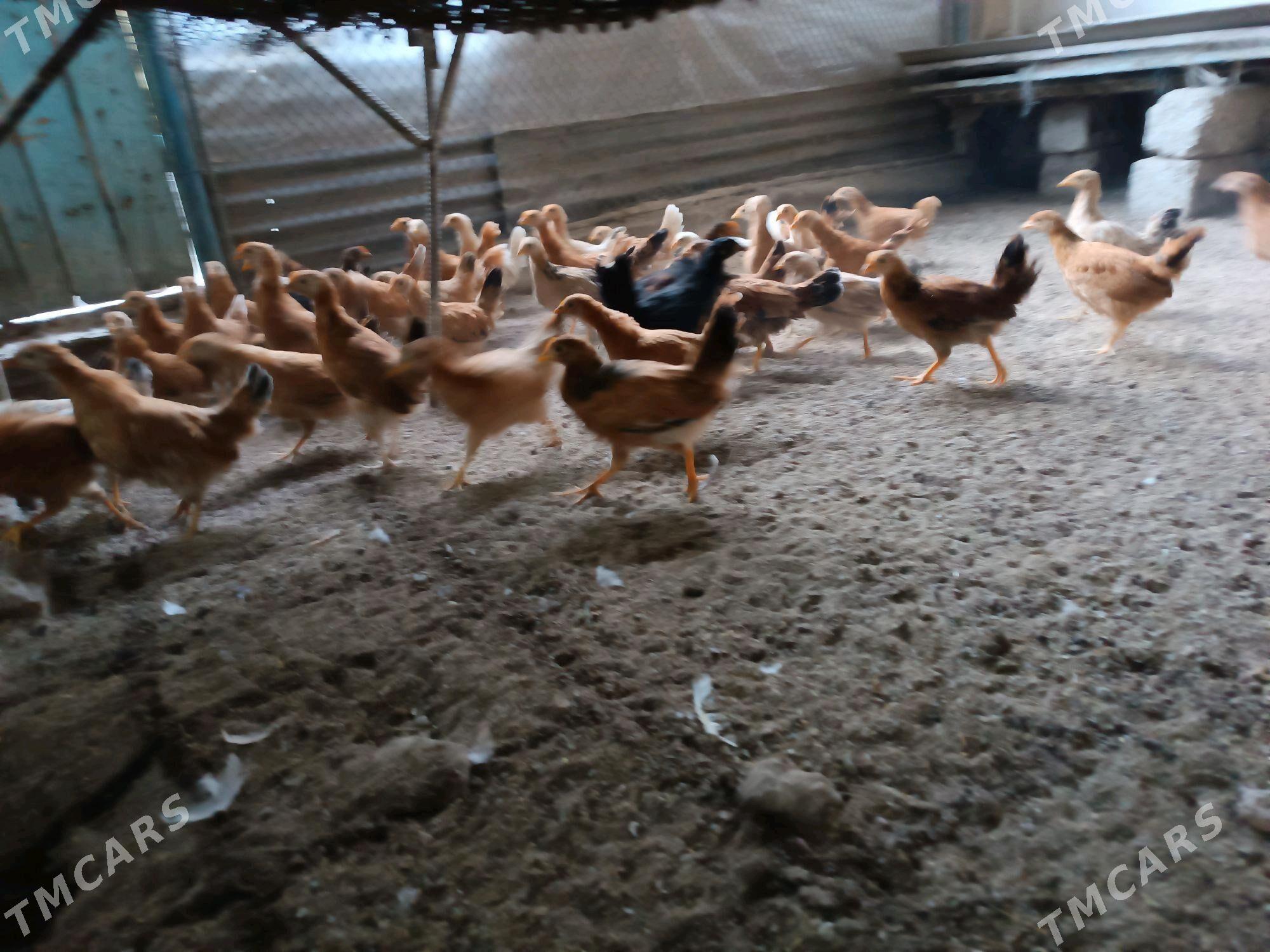 TOWUK JUYJe - Mary - img 3