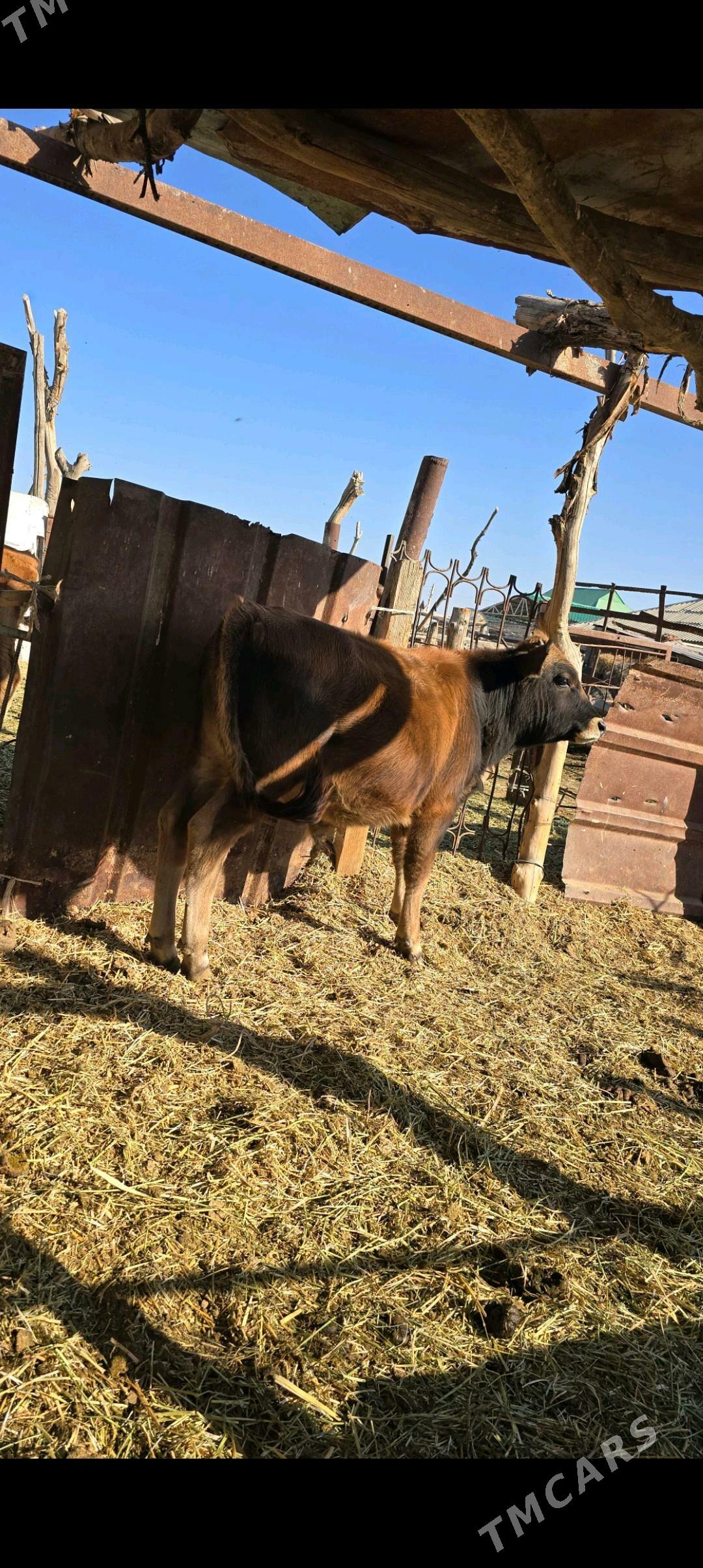 öküz - Ak bugdaý etraby - img 2