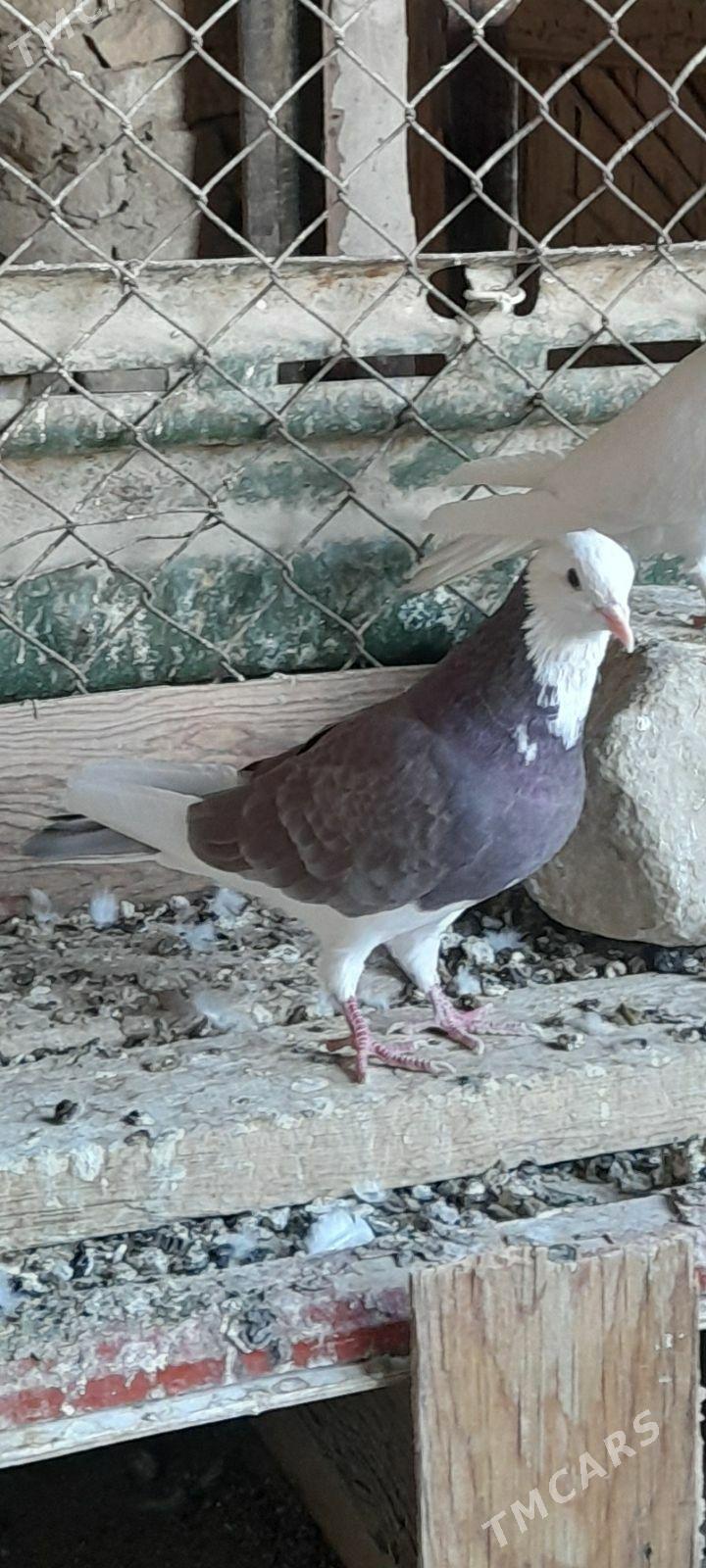 kepderi - Gyzylarbat - img 2