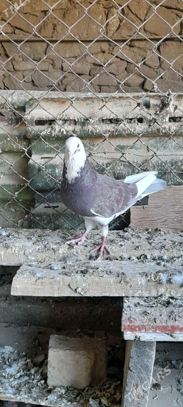 kepderi - Gyzylarbat - img 3