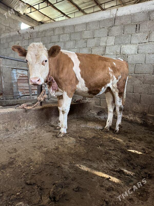 Smental Tohum Tuwe - Ýaşlyk - img 2