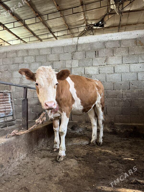 Smental Tohum Tuwe - Ýaşlyk - img 3