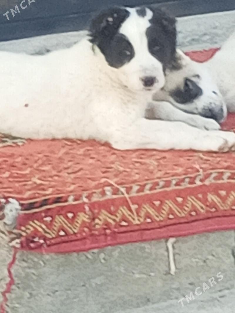 alabay tohum it - Bagyr - img 5