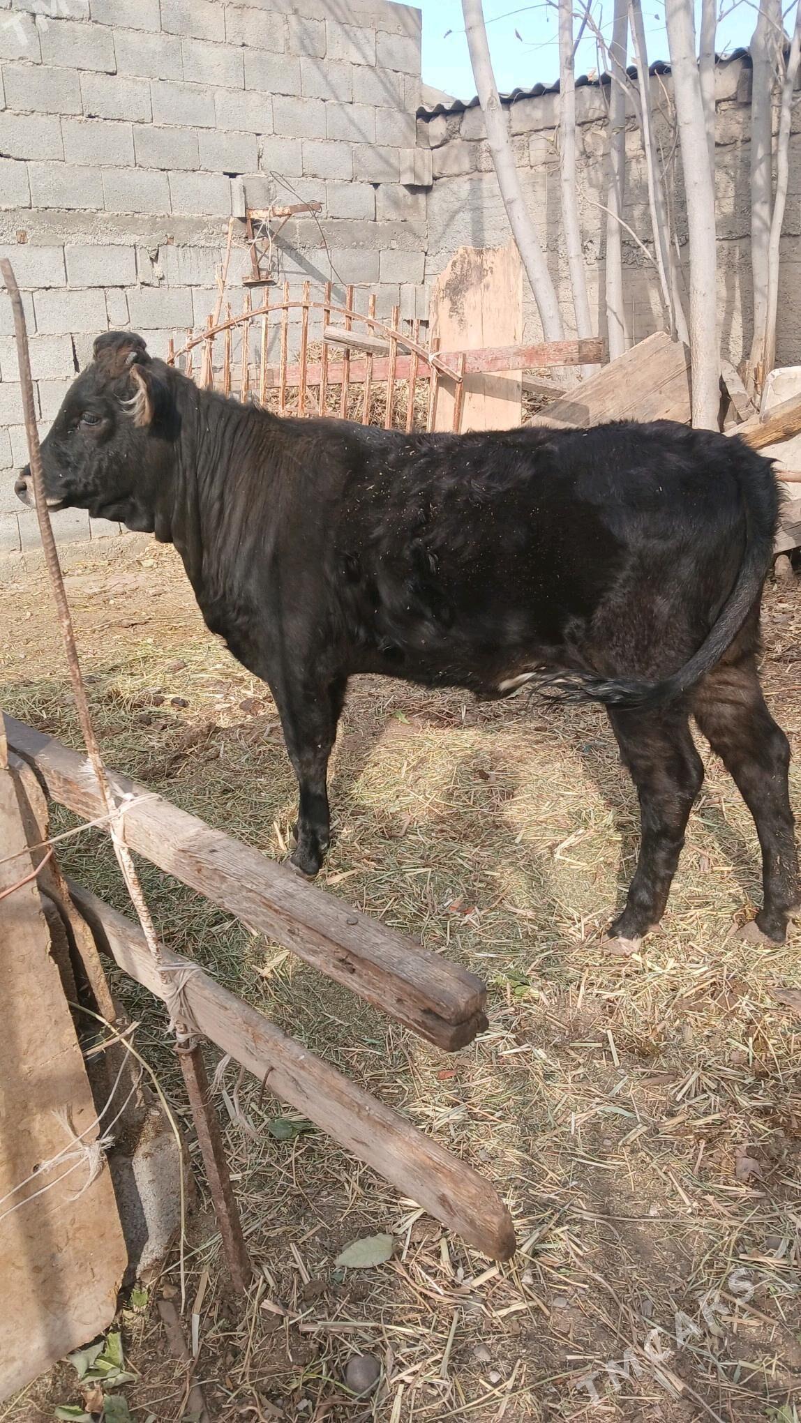 Tuwe - Ашхабад - img 2