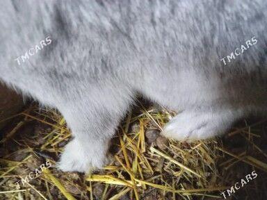 welikan sinsila - Махтумкули - img 4