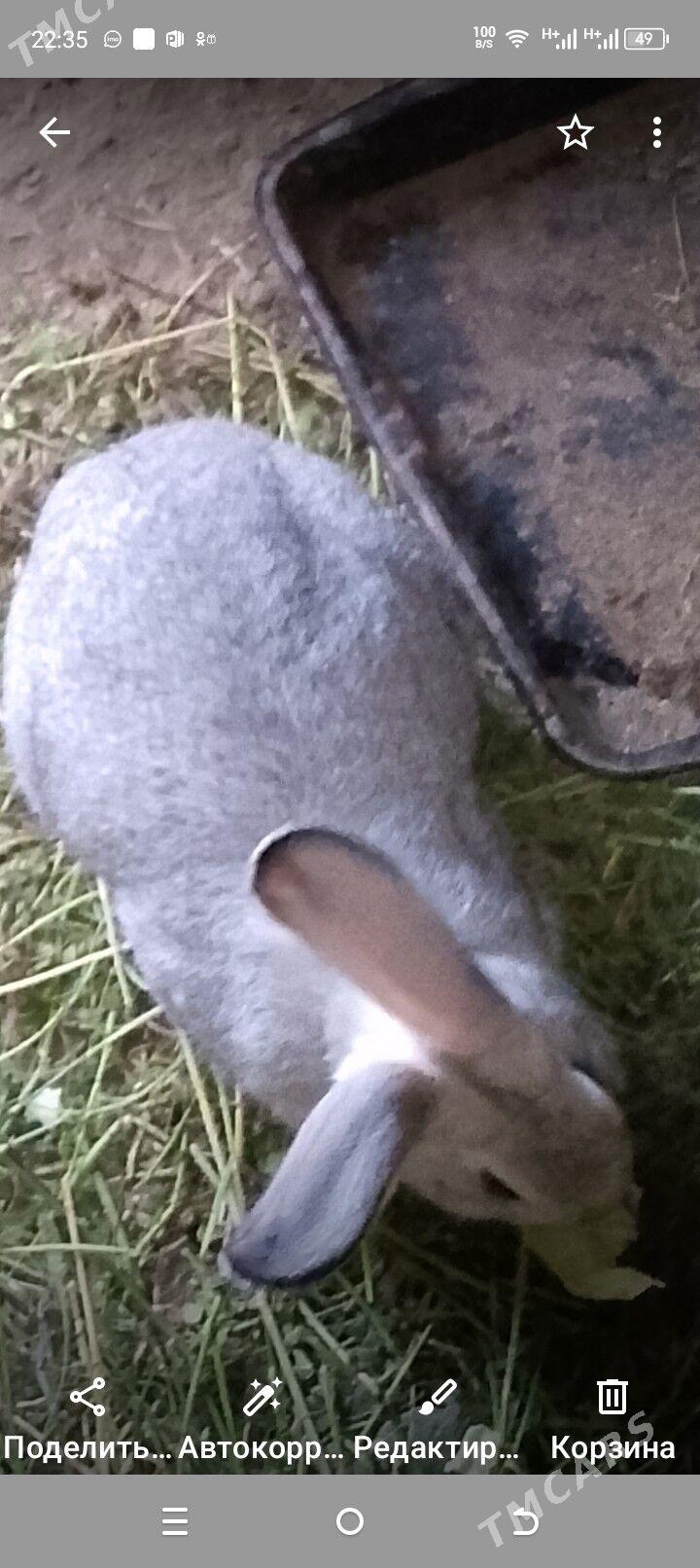 welikan sinsila - Махтумкули - img 3