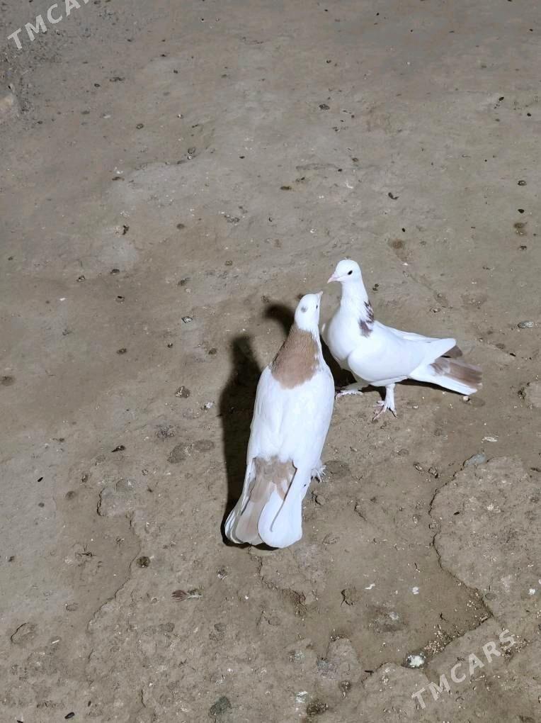 kepderi - Анев - img 4