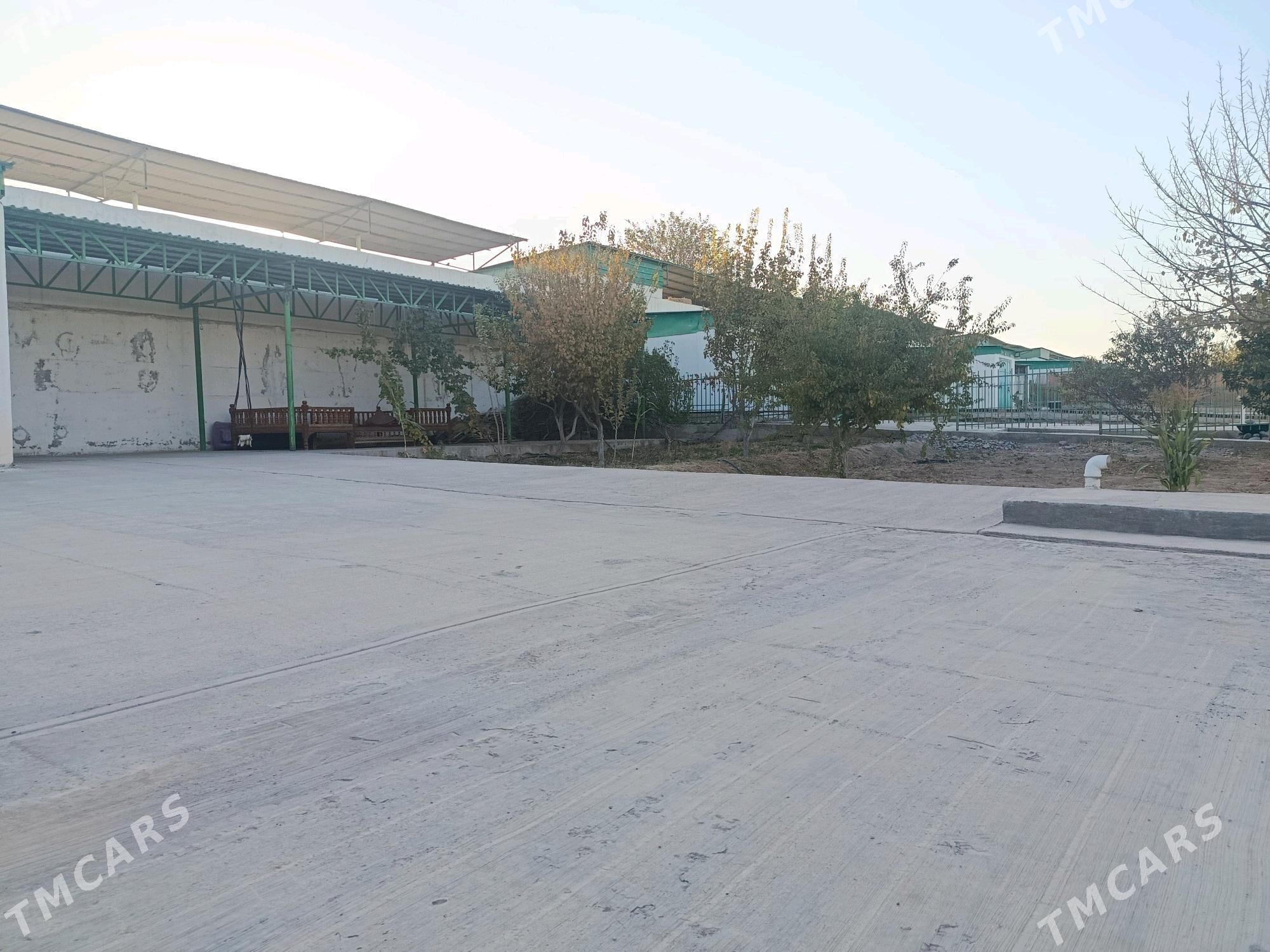 Bereketli zaman jay - Ak bugdaý etraby - img 10