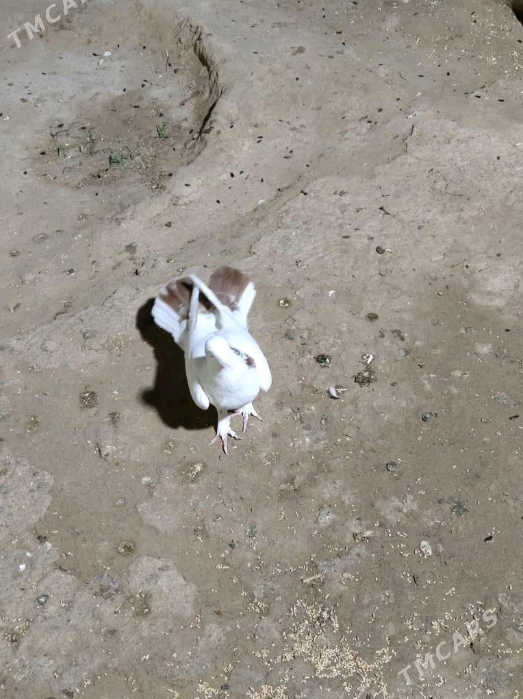 kepderi - Анев - img 3