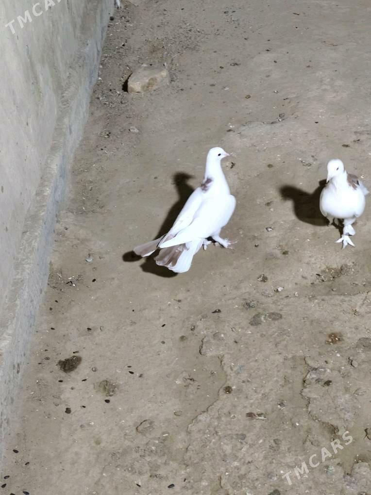 kepderi - Анев - img 2