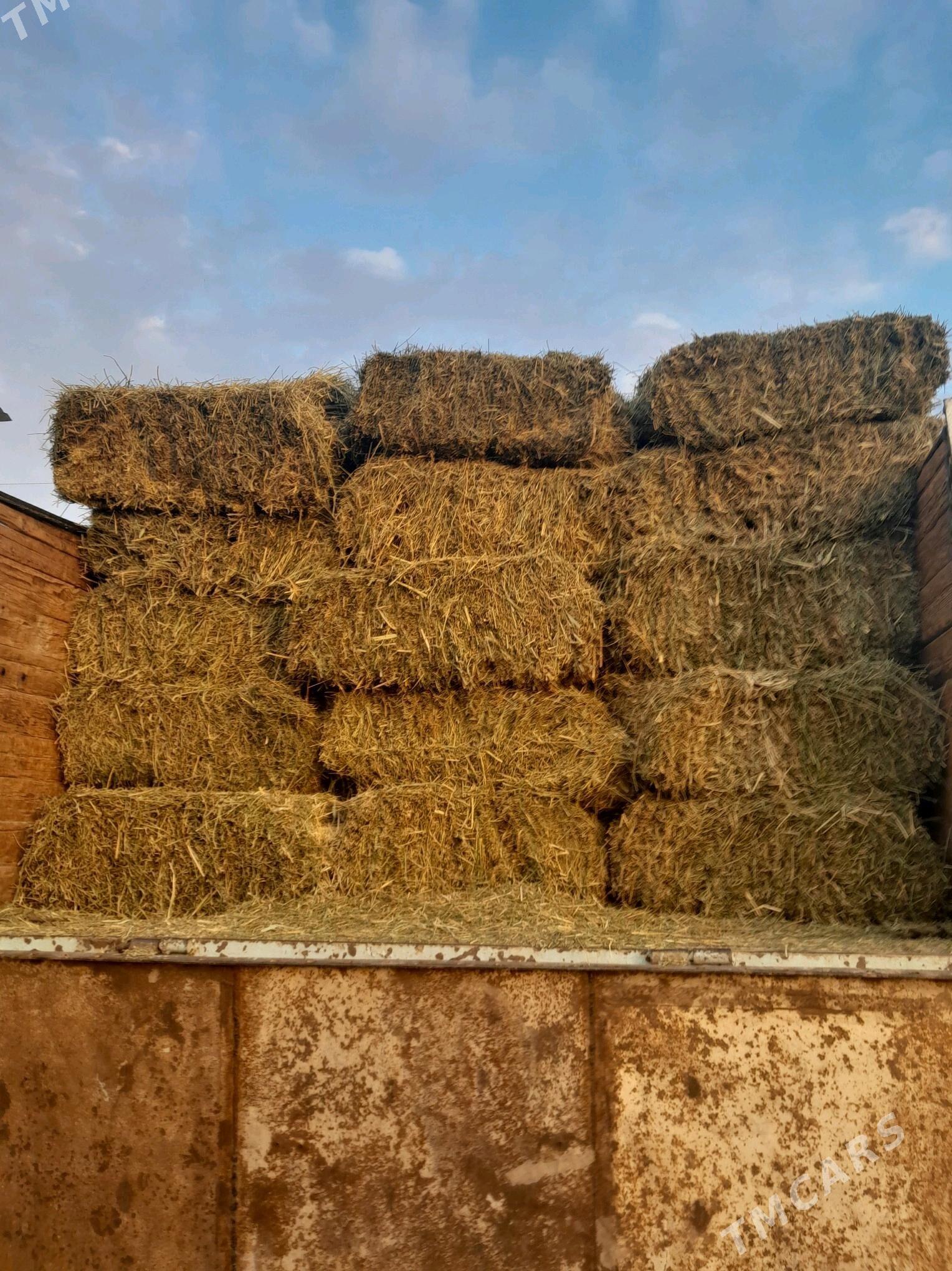 Yorunja kip - Sakarçäge - img 2