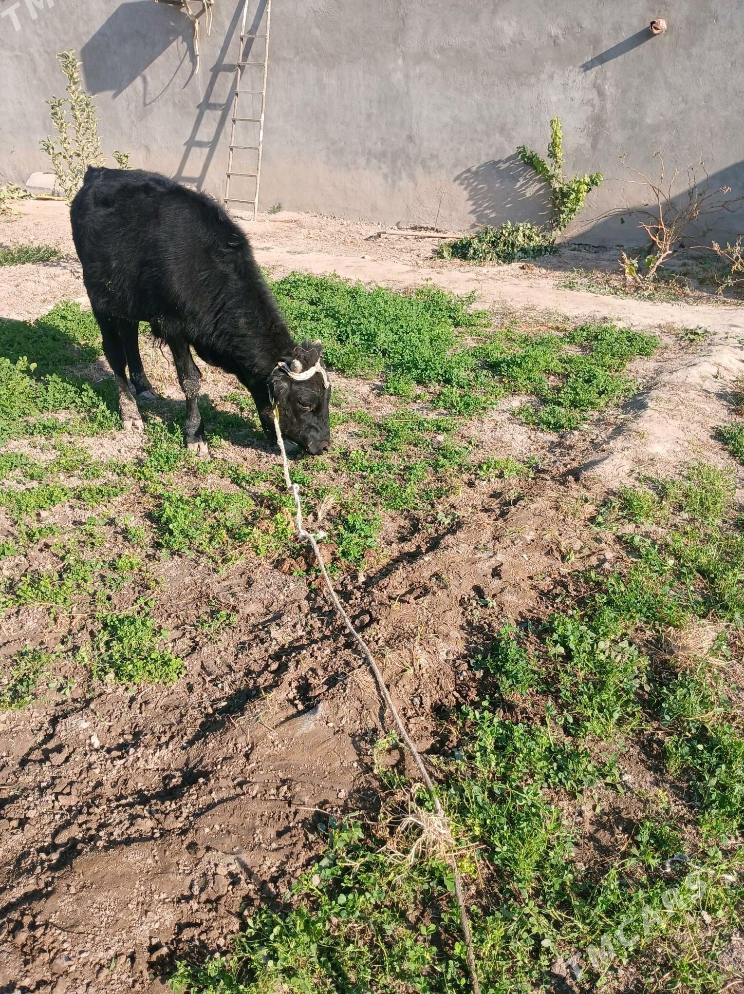 okuz - Gökje - img 2