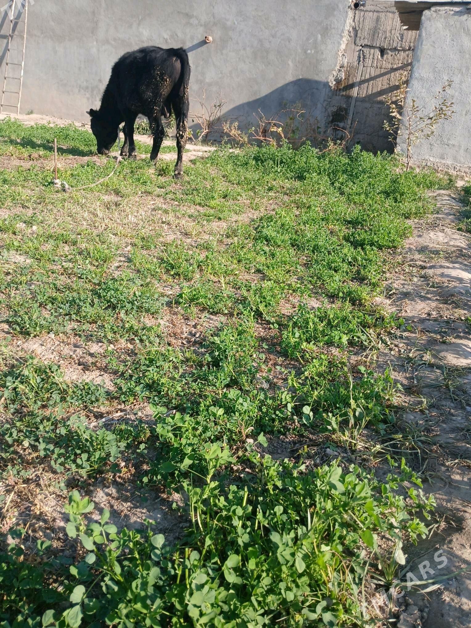 okuz - Gökje - img 3