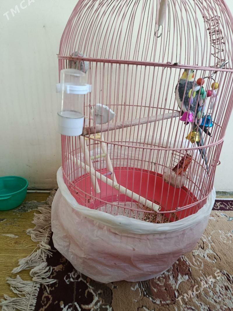 попугай Корелла - Büzmeýin GRES - img 4