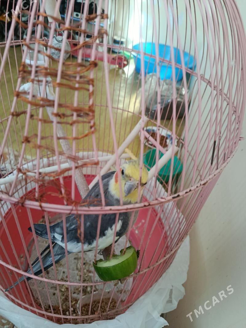 попугай Корелла - Büzmeýin GRES - img 6