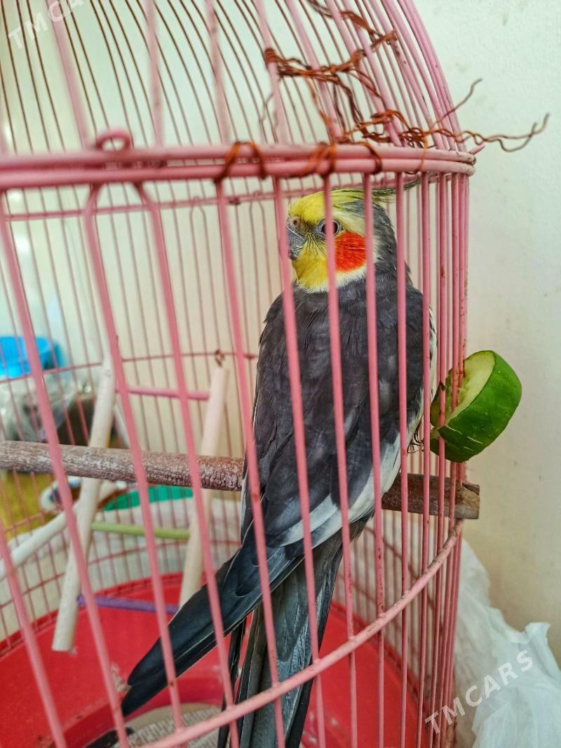 попугай Корелла - Büzmeýin GRES - img 3