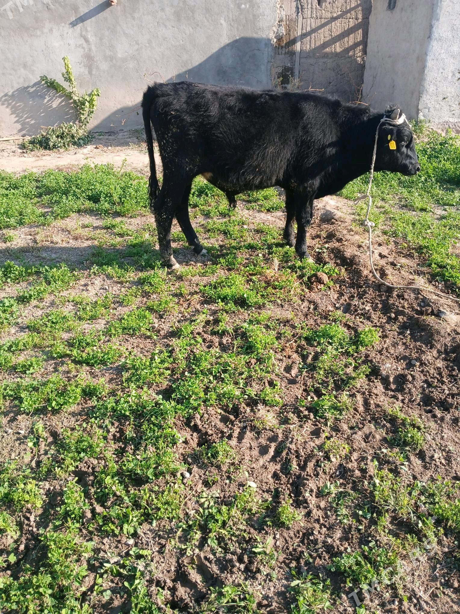 okuz - Gökje - img 4