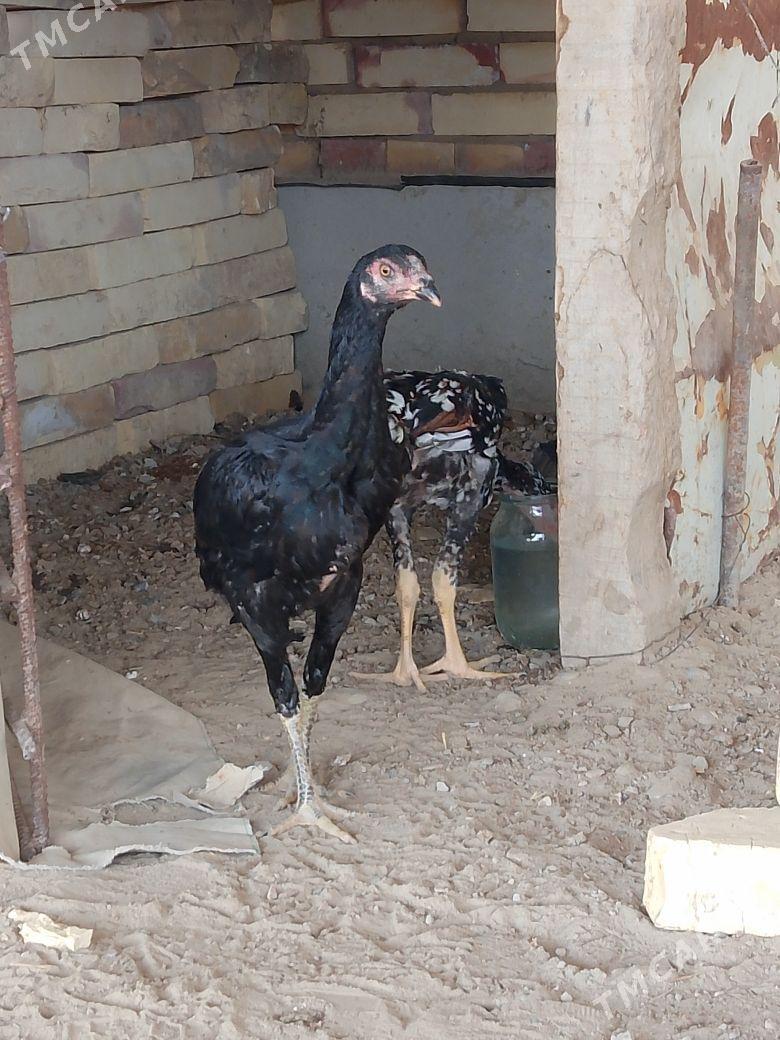 juje - Сакарчага - img 3