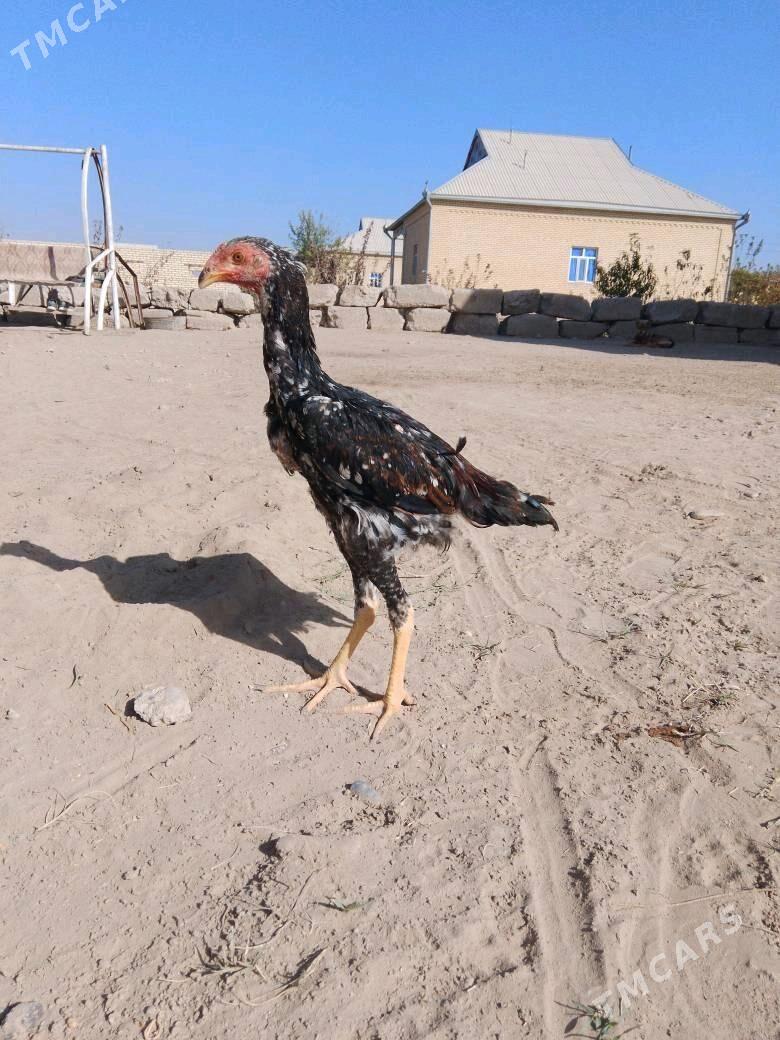 juje - Сакарчага - img 2