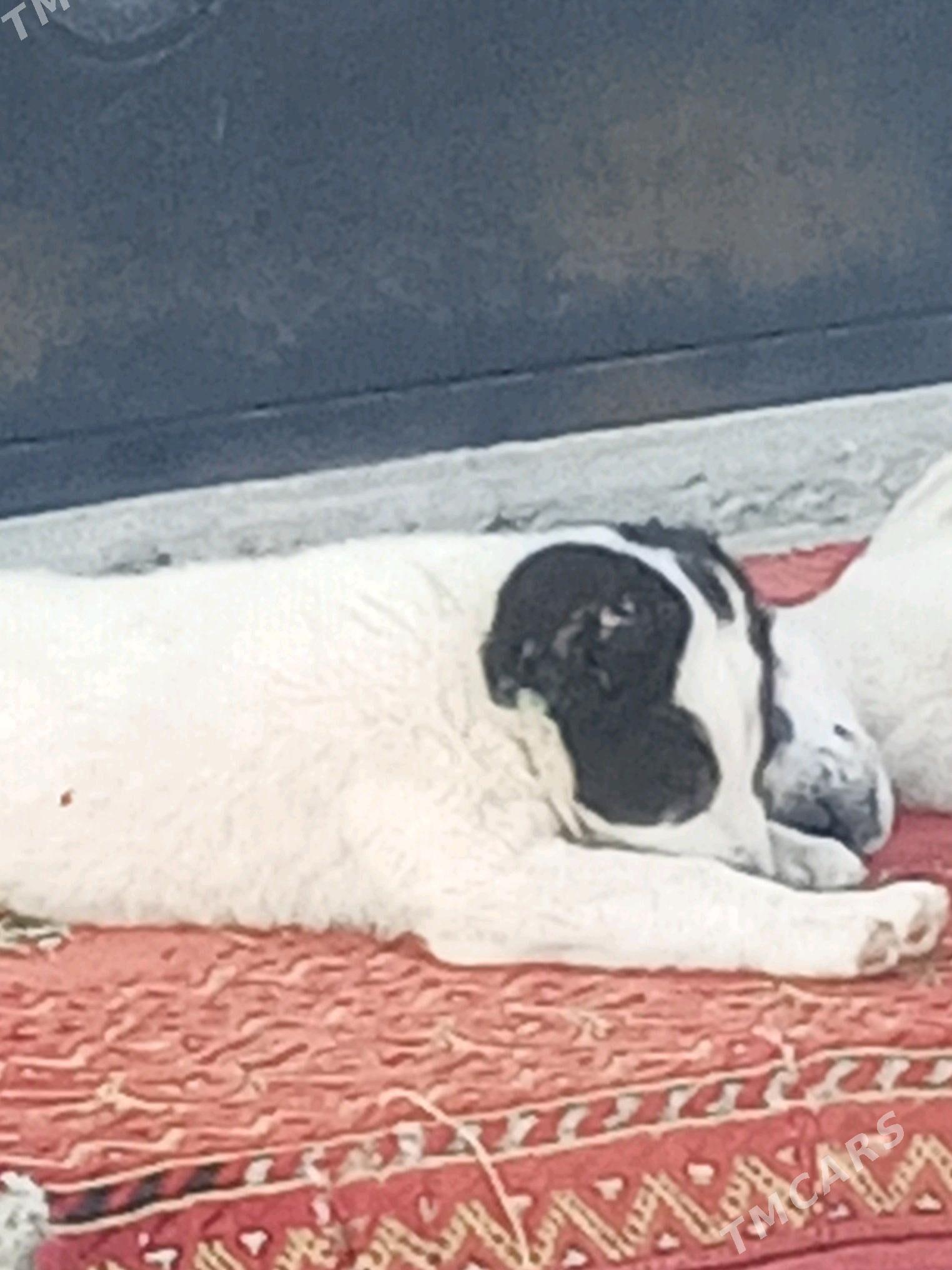 alabay tohum it - Bagyr - img 6