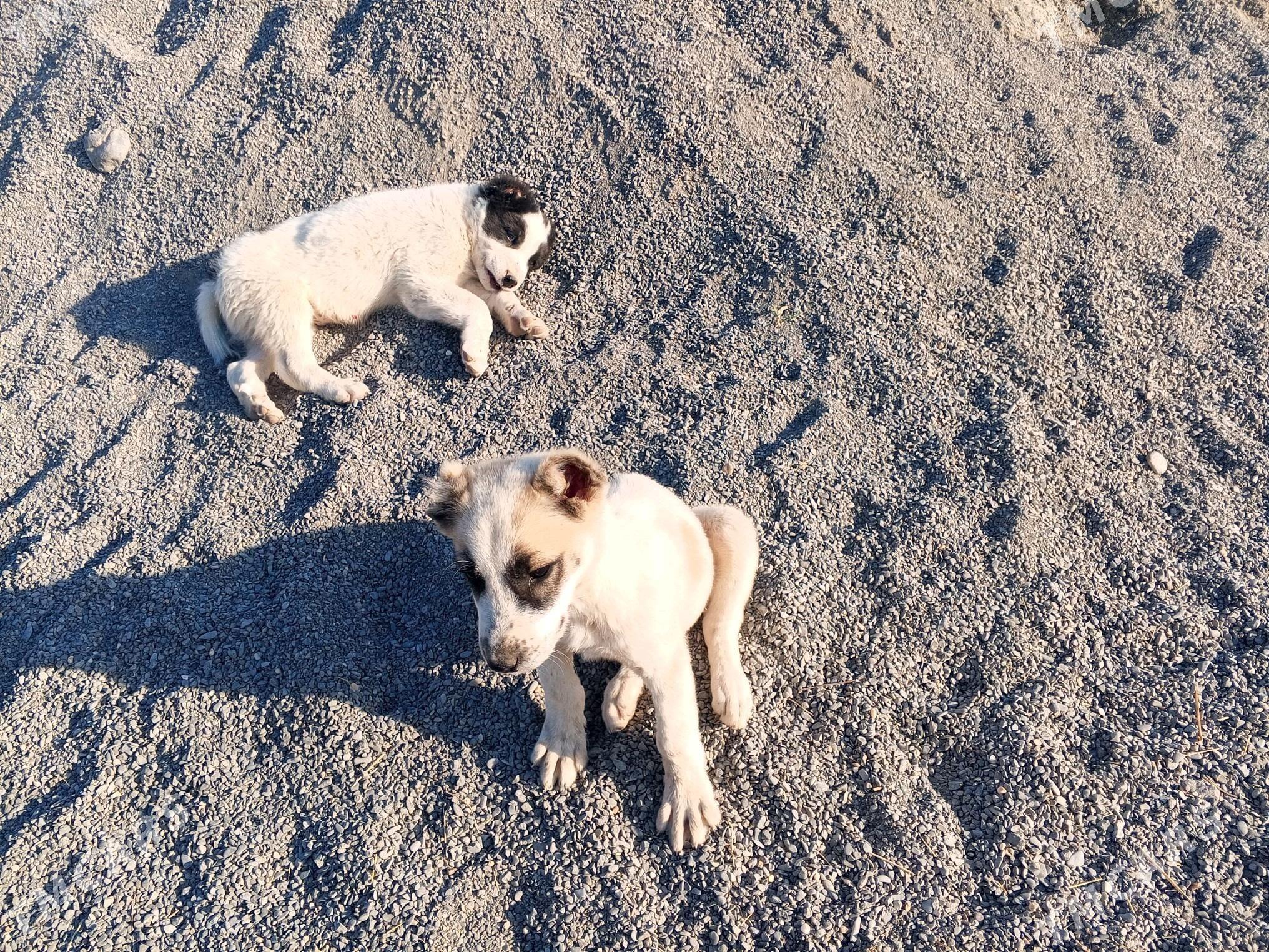 alabay tohum it - Bagyr - img 7