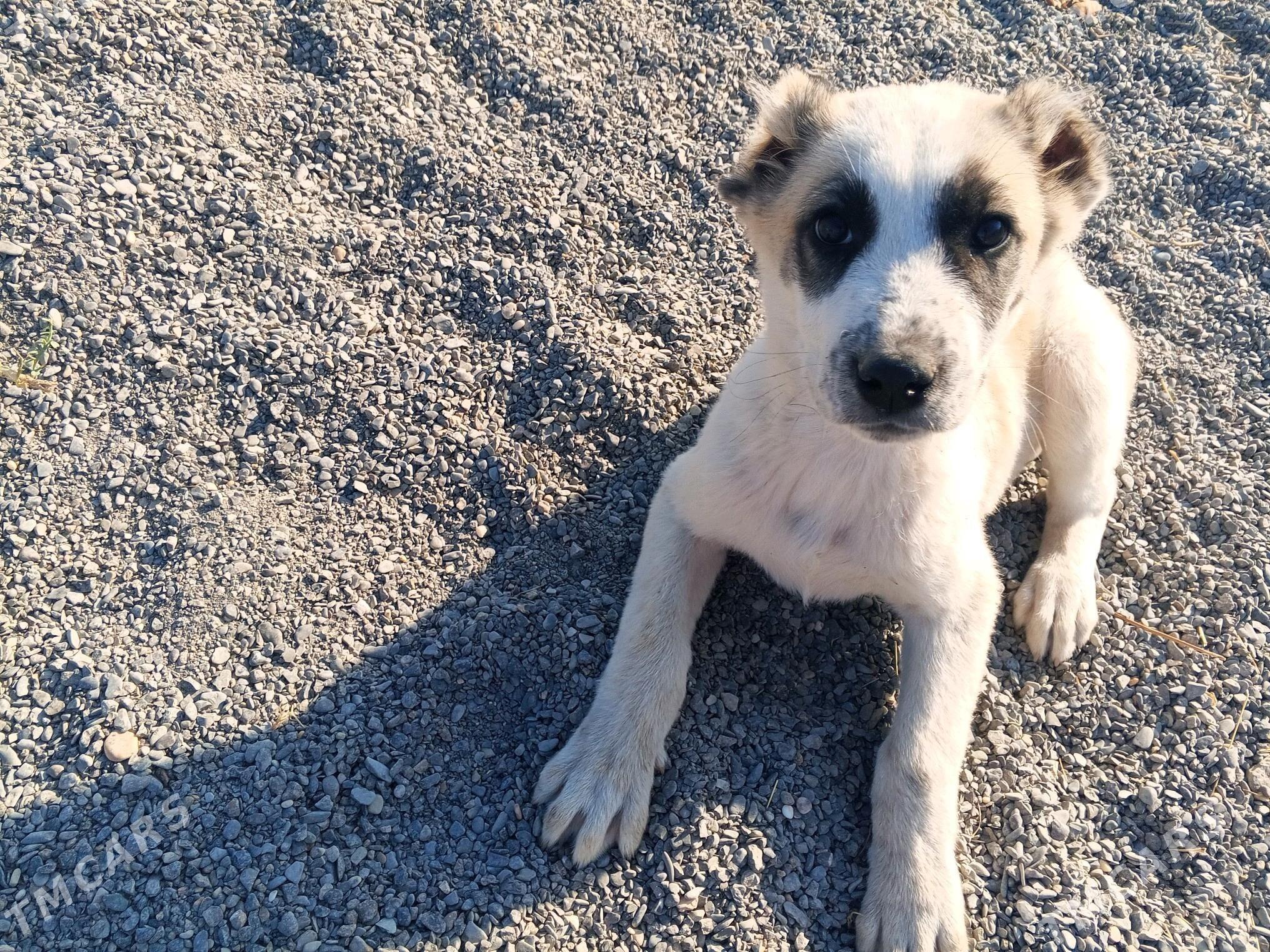 alabay tohum it - Bagyr - img 3