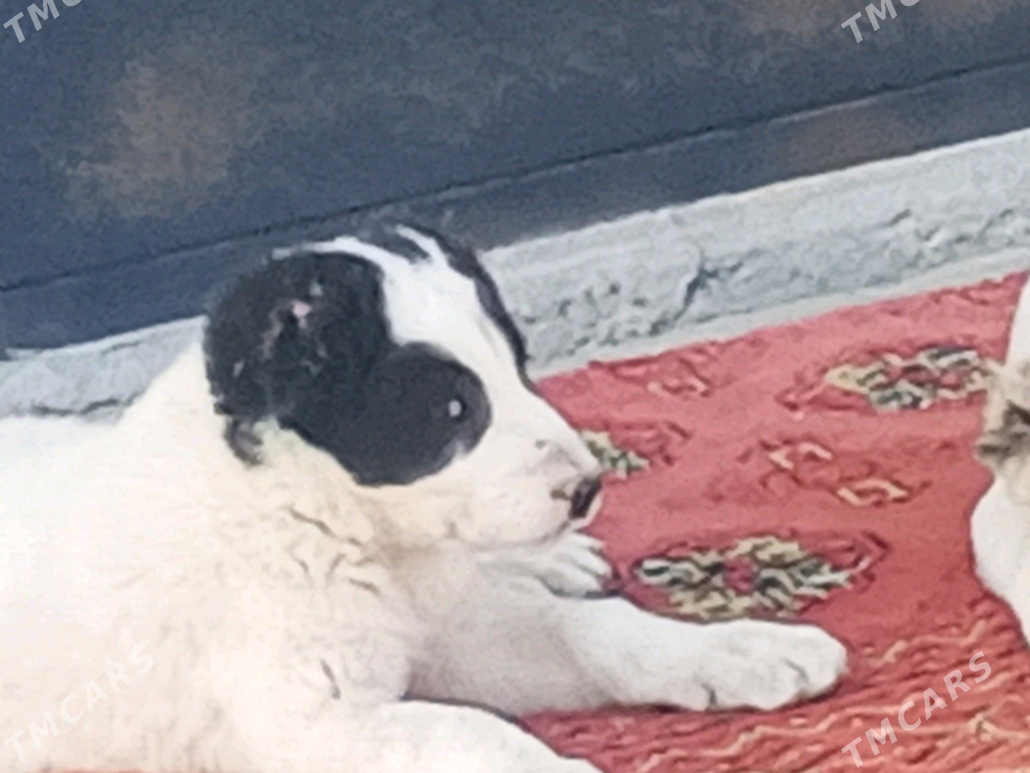 alabay tohum it - Bagyr - img 4